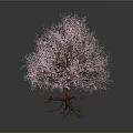 Lush Vibrant Pink Flowering Tree With Blooming Branches Against Gray Background