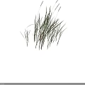Lush Green Grass With White Flower Spikes And Fresh Long Leaves In Natural Arrangement