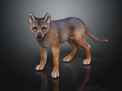 Cute Brown And Gray Wolf Pup With Erect Ears Standing On Black Reflective Surface 3d model