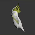 White Cockatoo With Yellow Crest And Wing Edges Spread Wings On Black Surface With Reflection