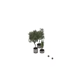 Unique Bonsai Potted Plants With Stone Pots And Natural Tree Shapes For Indoor Decoration