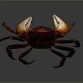 Red Clawed Aquatic Crab With Brown Shell And Extended Legs Front View