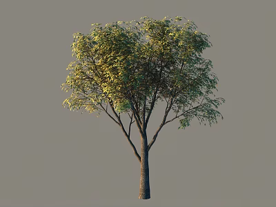 Arbor With Lush Green Foliage And Strong Trunk In Natural Setting 3d model