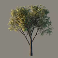 Arbor With Lush Green Foliage And Strong Trunk In Natural Setting