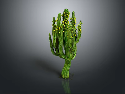 Green Cactus Plant With Yellow Flowers And Thick Stem On Reflective Surface 3d model