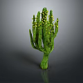 Green Cactus Plant With Yellow Flowers And Thick Stem On Reflective Surface