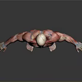 Medical Device 3D Human Anatomy Model Showing Muscles And Internal Organs