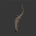 Brown And White Striped Lizard With Long Tail On Dark Background