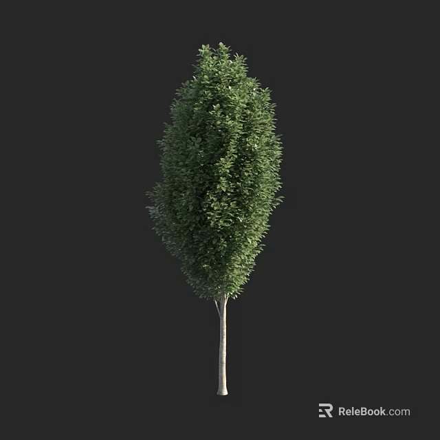 Lush Green Arbor with Dense Foliage and Slender Trunk Against Dark Background 3d model