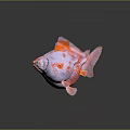 Pearlscale Goldfish with Pink and Orange Round Body Large Eyes Transparent Fins on Dark Background