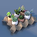Multiple Small Bonsai Potted Plants In Diverse Pots On Paper Egg Carton Tray