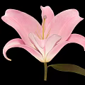 Beautiful Pink Lily Flower Blooming With Green Leaf On Black Background