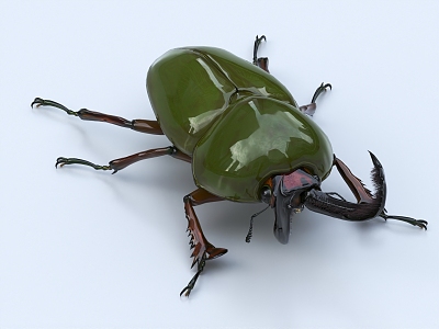 indonesian golden spade insect 3d model