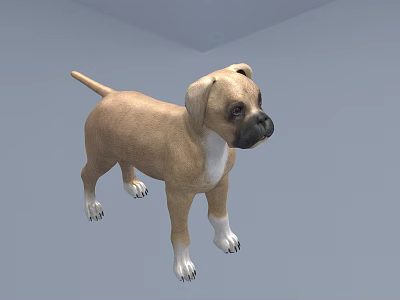 Cute Light Brown Puppy With White Chest And Paws Standing In Light Blue Background 3d model