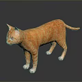 Orange Tabby Cat Standing Looking to Side on Black Shiny Surface with Reflection 3d model