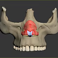 Human Mandible Anatomical Model Showing Teeth And Muscular Structure Details