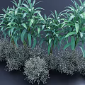 Lush Green Leafy Shrubs Featuring Gray Foliage In Dense Outdoor Garden Arrangement