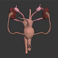 3D Anatomical Model of Human Urinary Organs Kidneys Bladder and Ureters