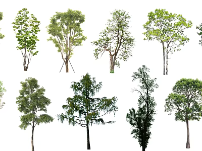 Different Types of Arbor Trees Showcasing Varied Foliage and Growth Habits 3d model