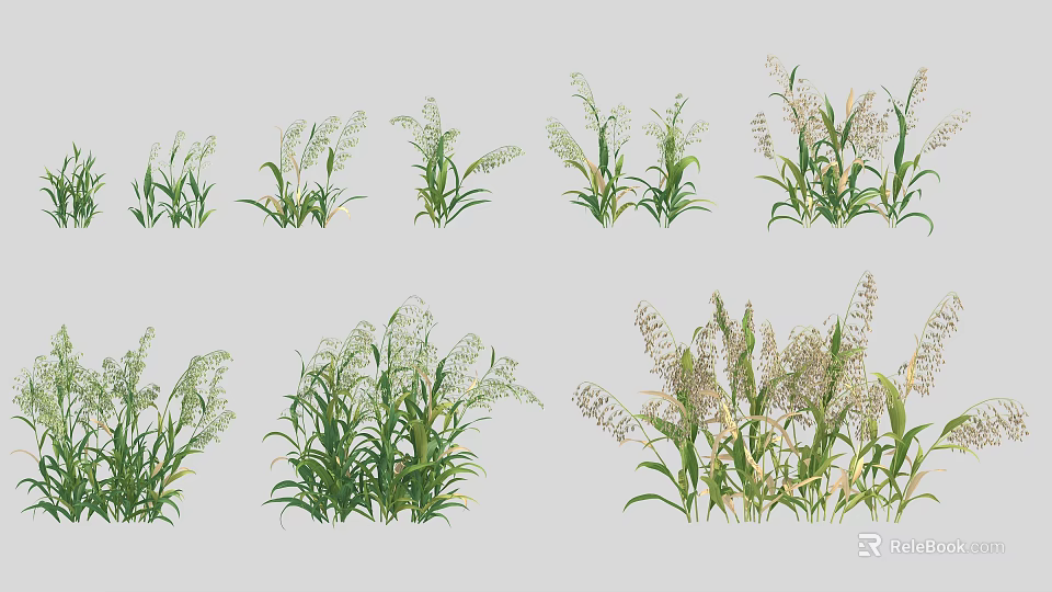 Various Green Grass Plants With White Flower Spikes And Different Growth Characteristics 3d model 
