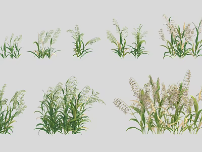 Various Green Grass Plants With White Flower Spikes And Different Growth Characteristics 3d model