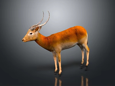 Realistic 3D Antelope Model With Orange White Fur And Curved Horns On Gray Background 3d model