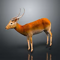 Realistic 3D Antelope Model With Orange White Fur And Curved Horns On Gray Background
