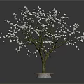 Beautiful Tree With White Flowers Brown Trunk On Red Base Against Dark Background 3d model