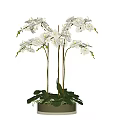 Beautiful White Orchid Bonsai Potted Plant With Long Stems Green Leaves And Fresh Flowers