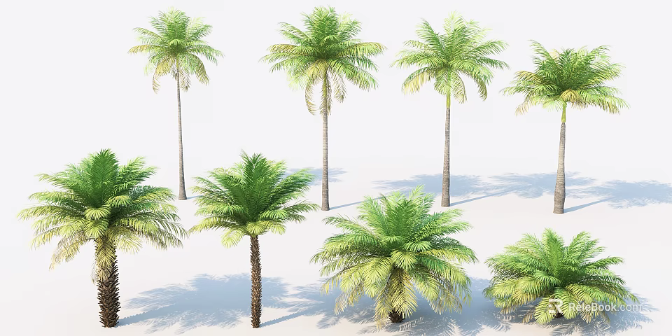 Various Tall Palm Trees With Green Fronds And Brown Trunks On White Background 3d model 