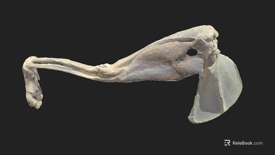 Prehistoric Animal Skeleton Fossil with Complete Anatomical Structure 3d model 