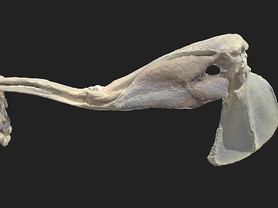 Prehistoric Animal Skeleton Fossil with Complete Anatomical Structure 3d model