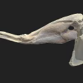 Prehistoric Animal Skeleton Fossil with Complete Anatomical Structure