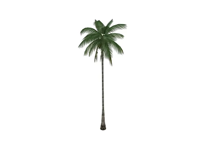 Tropical Palm Tree With Tall Trunk And Lush Green Fronds 3d model