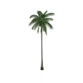 Tropical Palm Tree With Tall Trunk And Lush Green Fronds