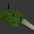Fresh Turnip With Green Leaves And White Green Root On Black Background