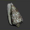 Conch Shell With White Background And Brown Crack Like Patterns On Dark Surface Showing Reflection 3d model
