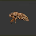 Orange Cicada Nymph With Textured Exoskeleton On Dark Background With Reflection 3d model