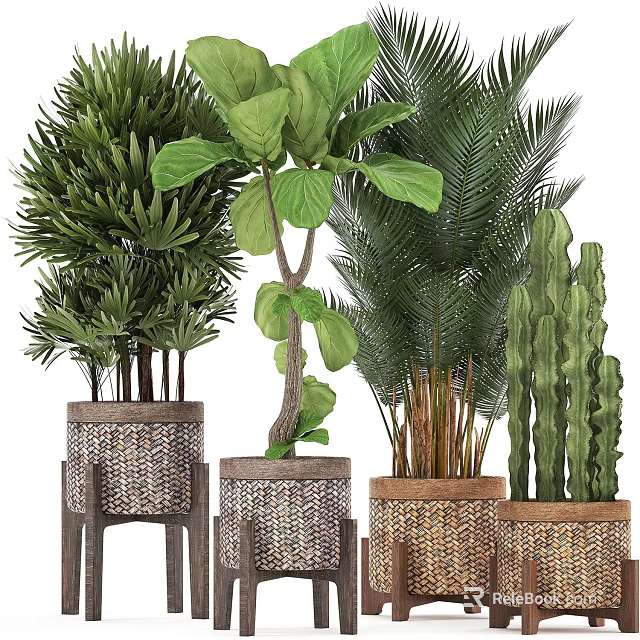 Various Indoor Potted Green Plants with Woven Pots Wooden Stands and Large Leaf Palm Cactus 3d model 