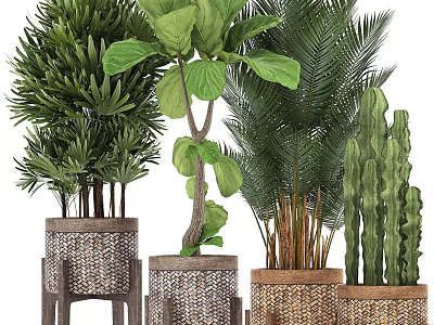 Various Indoor Potted Green Plants with Woven Pots Wooden Stands and Large Leaf Palm Cactus 3d model