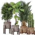Various Indoor Potted Green Plants with Woven Pots Wooden Stands and Large Leaf Palm Cactus