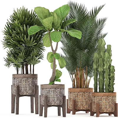 Various Indoor Potted Green Plants with Woven Pots Wooden Stands and Large Leaf Palm Cactus 3d model