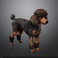 Detailed Brown Poodle Sculpture With Curly Fur And Standing Posture On Dark Background