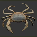 Light Brown Crab With Large Claws Standing On Gray Gradient Background With Reflection 3d model