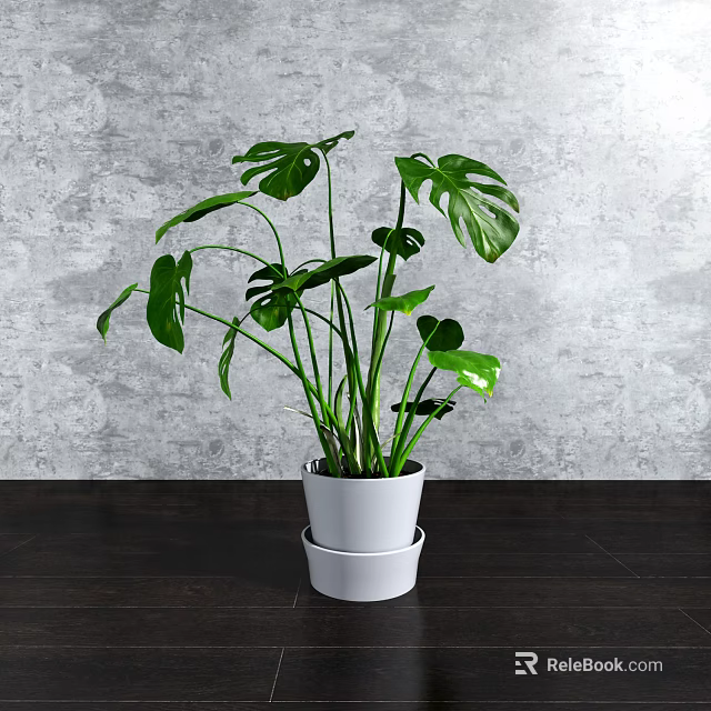 Monstera Potted Plant in White Double Layered Pot Against Gray Wall on Wooden Tabletop 3d model 