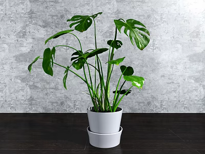 Monstera Potted Plant in White Double Layered Pot Against Gray Wall on Wooden Tabletop 3d model
