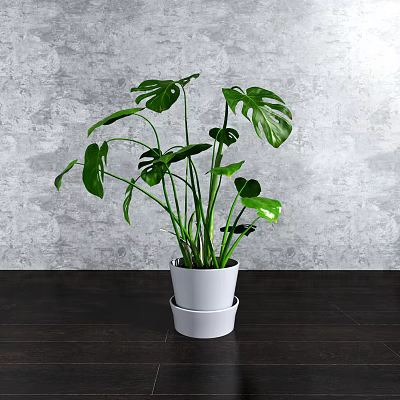 Monstera Potted Plant in White Double Layered Pot Against Gray Wall on Wooden Tabletop 3d model