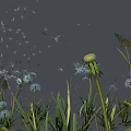 Large Blue Dandelion With Smaller Dandelions And Green Grass In Gray Sky With Stars