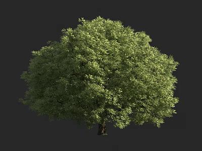 Lush Arbor With Single Trunk Vibrant Green Leaves And Dense Canopy 3d model
