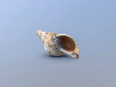 Spiral Seashell With Brown White Pattern And Detailed Open Interior On Blue Background 3d model
